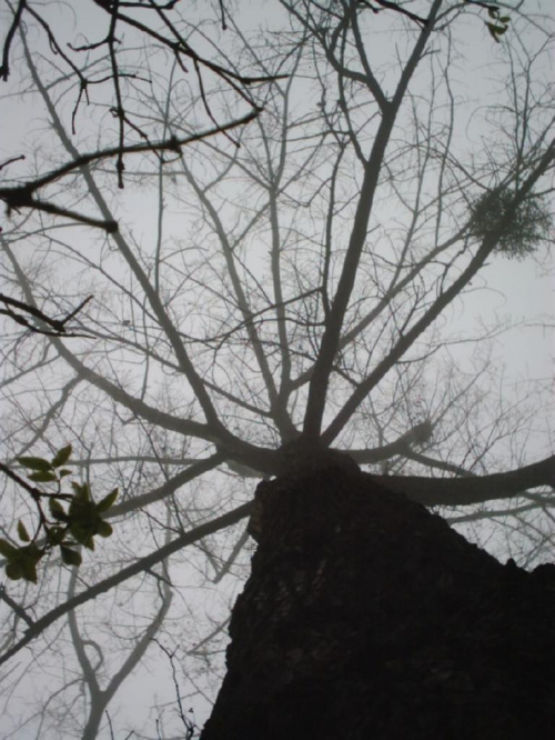 Drzewo z innej perspektywy... #Łódź #StawyStefańskiego #mgła