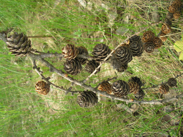 ŚWIĘTA KATARZYNA