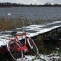 mimo zimna - sport mile widziany - nie tylko rower, pływanie także ;) Brać przykład z łabędzia? Nieeeeeeeee...