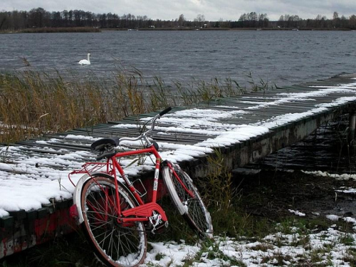 mimo zimna - sport mile widziany - nie tylko rower, pływanie także ;) Brać przykład z łabędzia? Nieeeeeeeee...