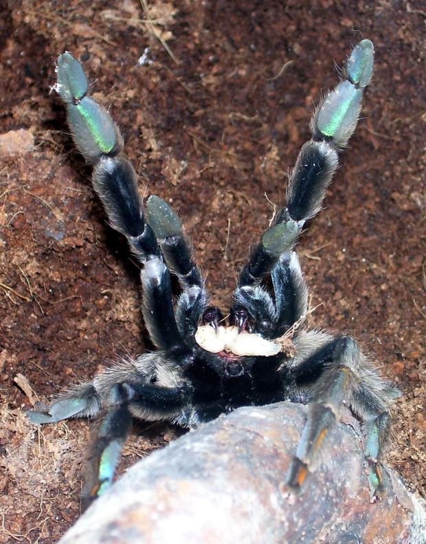 Psalmopoeus cambridgei L10