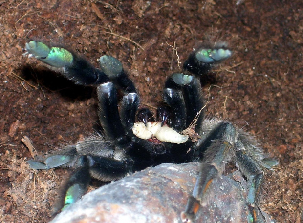 Psalmopoeus cambridgei L10