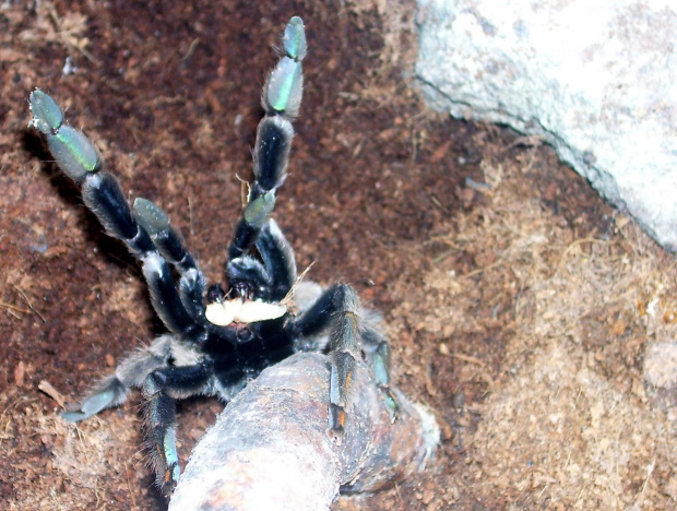 Psalmopoeus cambridgei L10