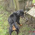 Bruno #rottweiler