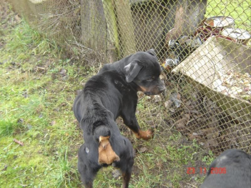 Bruno #rottweiler