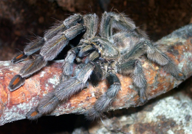 Psalmopoeus cambridgei L10