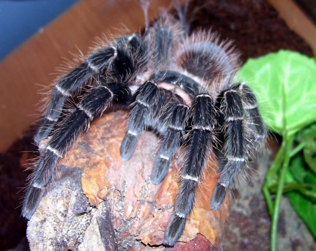 Lasiodora parahybana L8