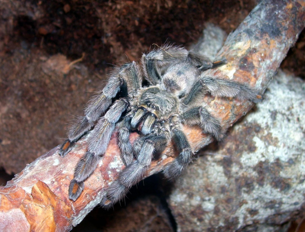 Psalmopoeus cambridgei L10