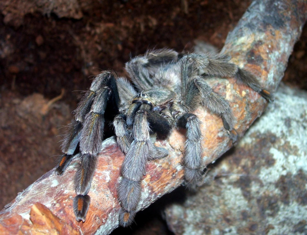 Psalmopoeus cambridgei L10