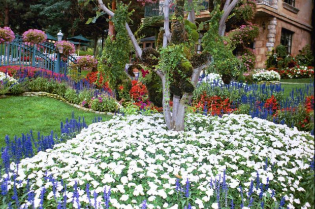 THE MOST BEAUTIFUL CARPET OF WHITE FLOWERS AT CHATEAU "LA CAILLE"