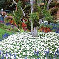 THE MOST BEAUTIFUL CARPET OF WHITE FLOWERS AT CHATEAU "LA CAILLE"