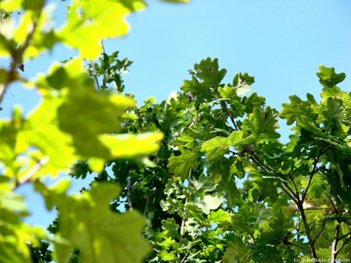 Seledyn, zieleń i błękit :) #Liście #lasy #niebo #lato #wakacje
