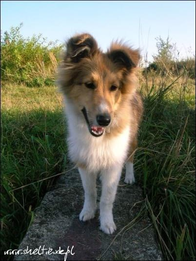 #OwczarekSzetlandzki #sheltie