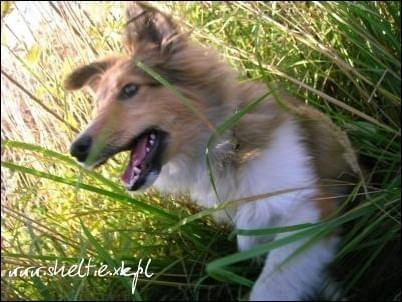 #OwczarekSzetlandzki #sheltie