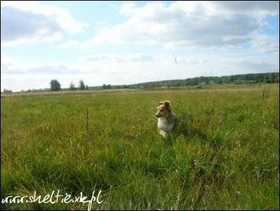 #OwczarekSzetlandzki #sheltie