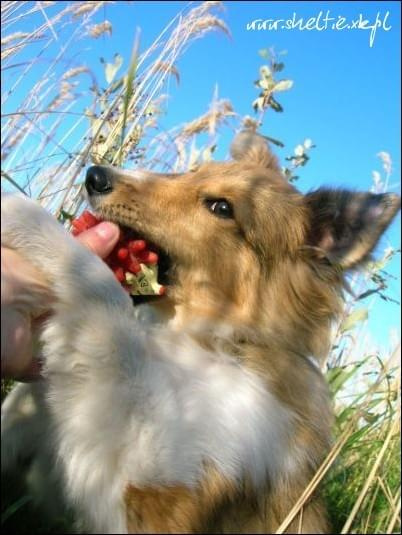 #OwczarekSzetlandzki #sheltie