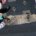 Tytus, jak zwykle śpiący... #Tytus #kot