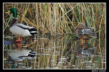 #przyroda #ptaki #kaczki #park