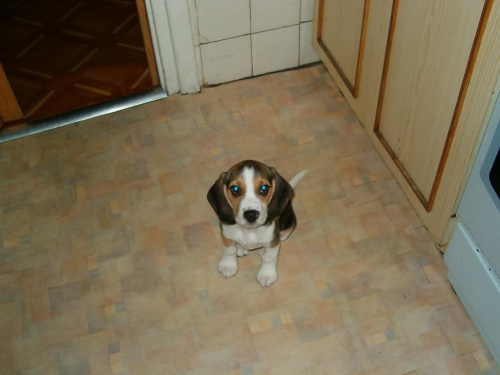 Bimber w kuchni #BeaglePiesPiesekLadnyBimber