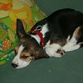moje dwa ulubione kaczorki :-) #BeaglePiesPiesekLadnyBimber