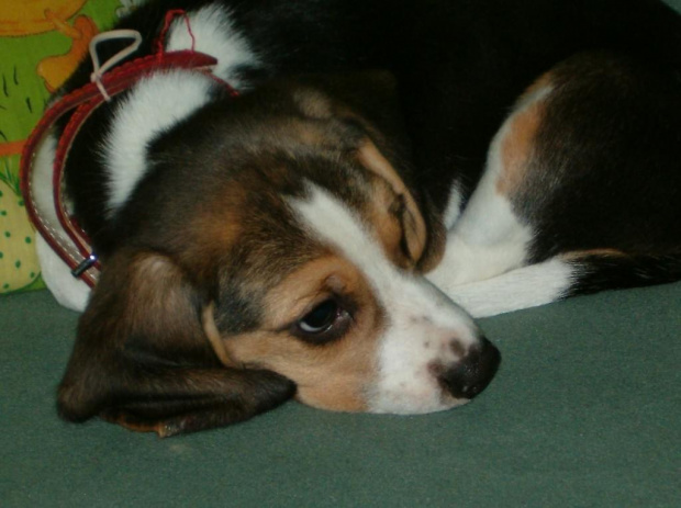 to jest.....Bimber! Ma 9 tygodni,21 listopada skończył 2 miesiące;-) #BeaglePiesPiesekLadnyBimber