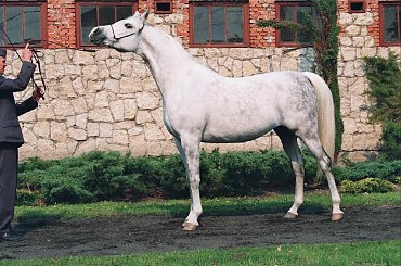 Czysta krew... #koń #konie #arab #araby #stadnina