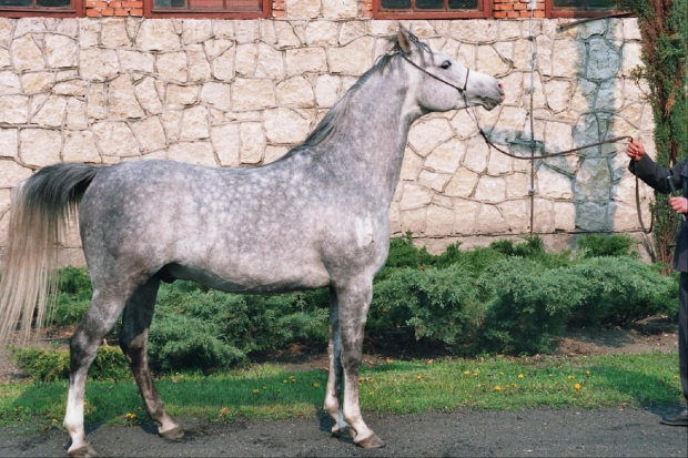 #koń #konie #arab #araby #stadnina