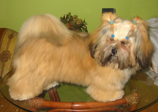 LAHASA APSO MAGI