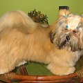 LAHASA APSO MAGI