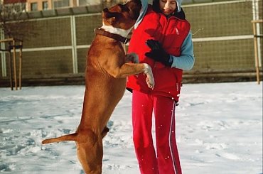 Zabawy na śniegu #amstaf #pies #ast