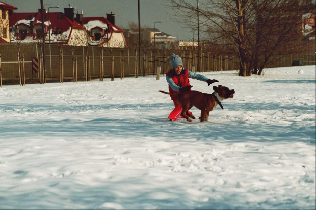 Zabawy na śniegu #amstaf #pies #ast