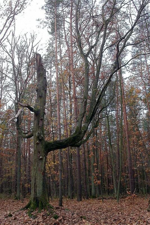 drzewo jak ze strasznego snu :)
