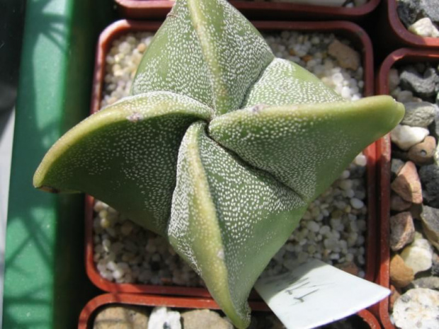 Astrophytum myriostigma