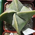 Astrophytum myriostigma