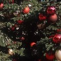 Świąteczna choinka. #choinka #ŚwiątecznaChoinka #bombki #DrzewkoŚwiąteczne #prezenty #DrzewkoBorzonarodzeniowe #sosna #CzerwoneBombki #LampkiChoinkowe #OzdobyChoinkowe