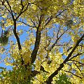 jesienny spacer nad Brdą #DrzewoNadRzeką
