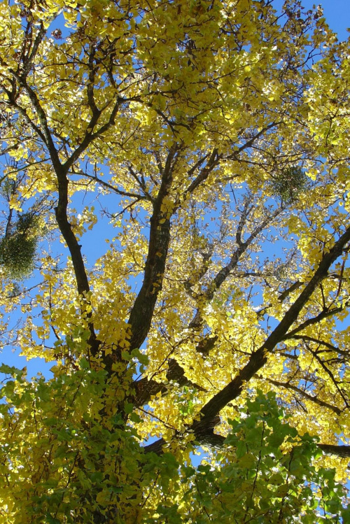 jesienny spacer nad Brdą #DrzewoNadRzeką