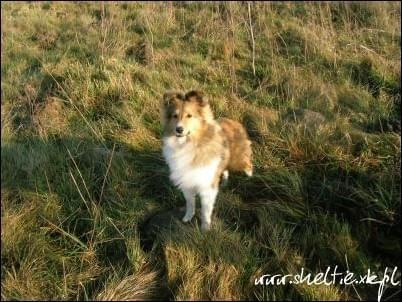 #sheltie