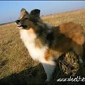 #sheltie