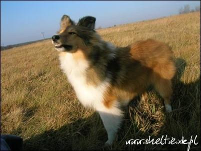 #sheltie