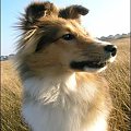 #sheltie