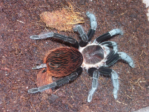 Brachypelma epicureanum (Lewisa)