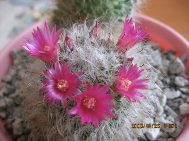 Mammillaria