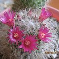 Mammillaria