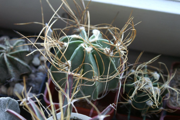 Astrophytum niveum