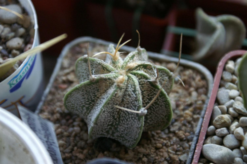 Astrophytum capricorne