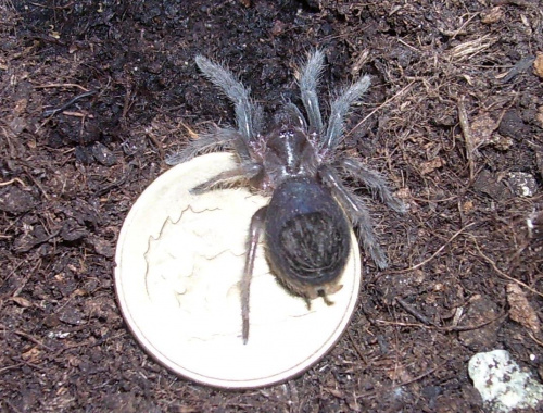 Brachypelma albopilosum (2gr)