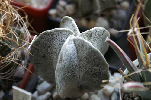 Astrophytum myriostigma