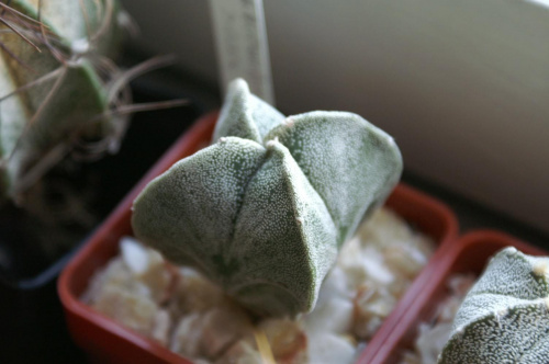 Astrophytum myriostigma v.quadricostatum