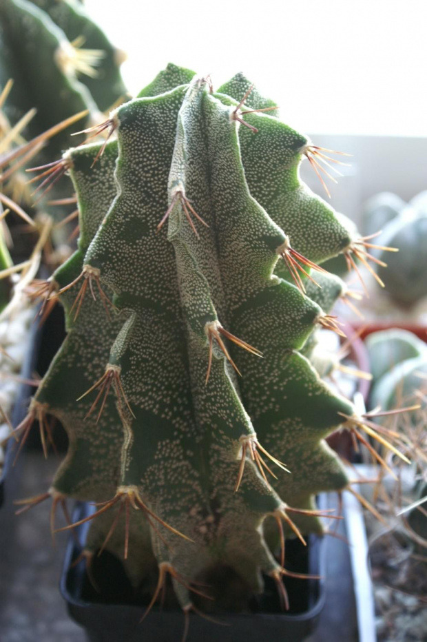 Astrophytum hybryd